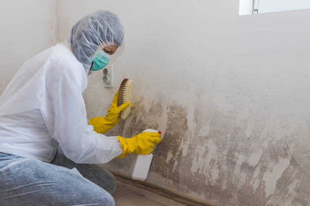 Best Certified Mold Removal  in Somerville, TN