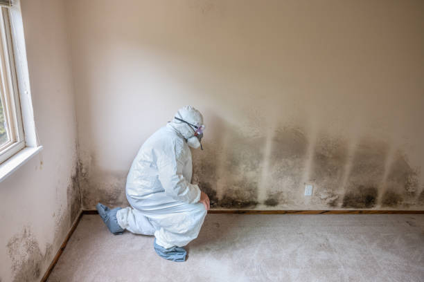 Mold Testing and Removal in Somerville, TN