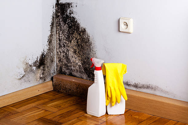 Mold Removal Process in Somerville, TN